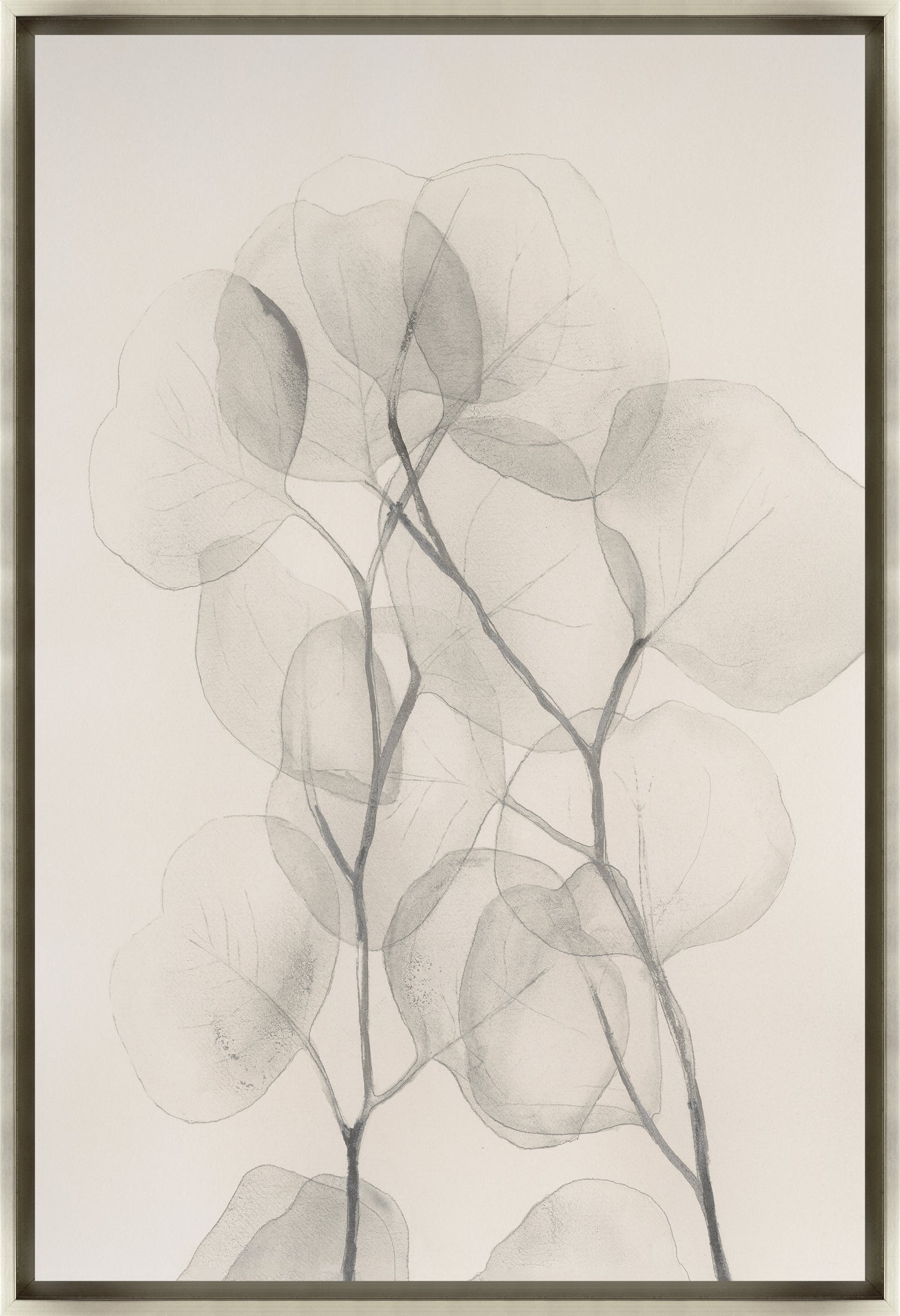 Pearly Eucalyptus II