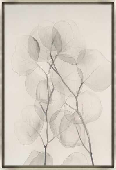 Pearly Eucalyptus II
