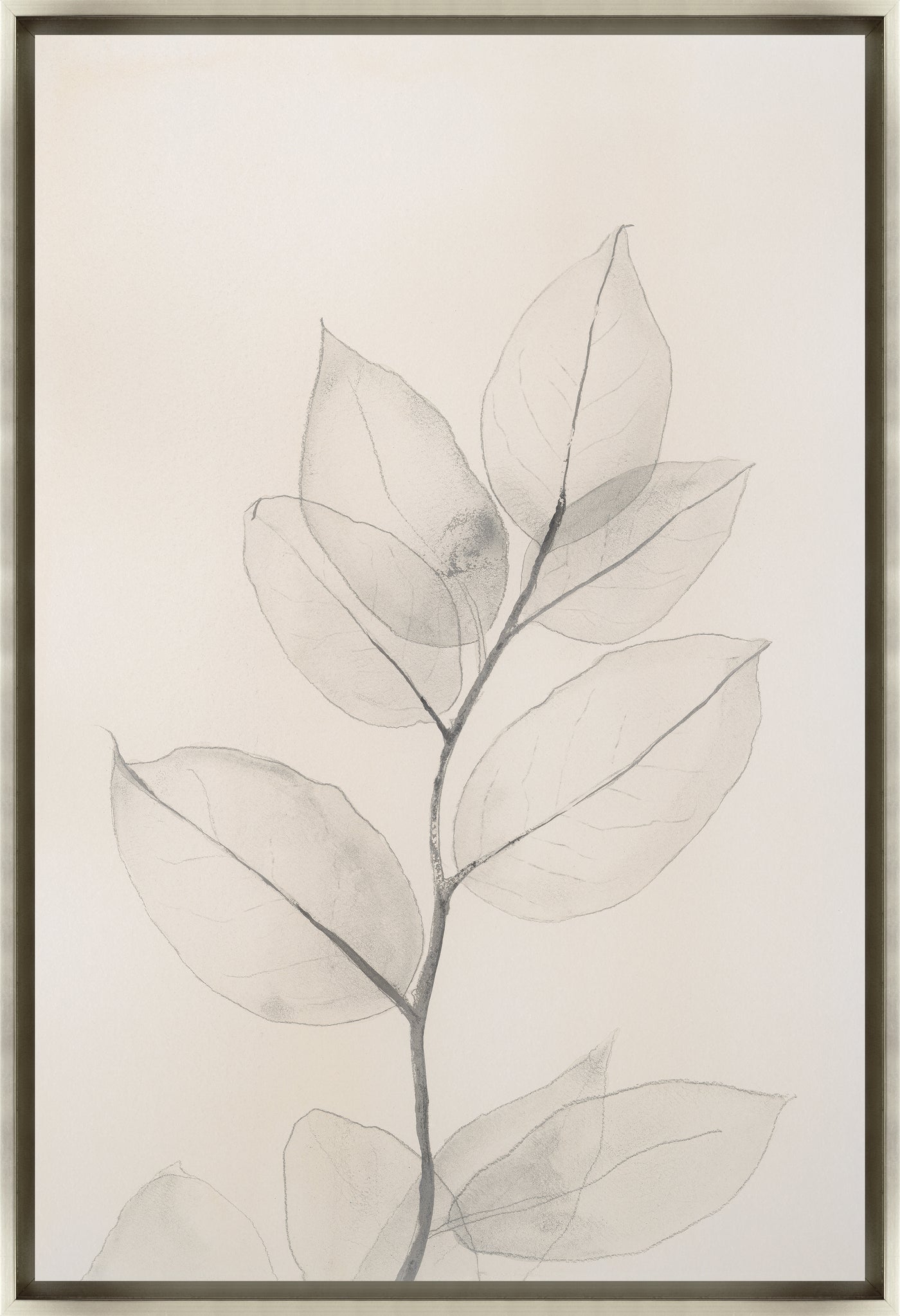 Pearly Eucalyptus III