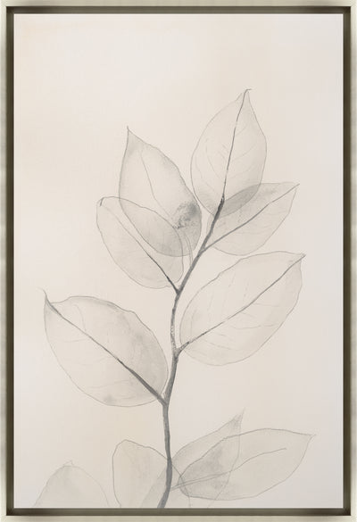 Pearly Eucalyptus III