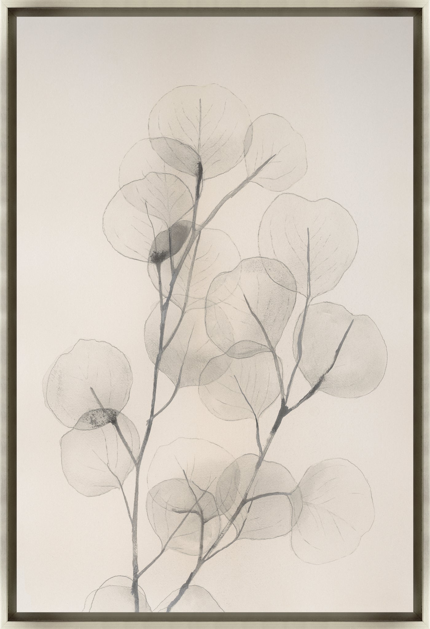 Pearly Eucalyptus IV